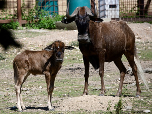 Chvíli po narození už chodí za matkou. V Zoo Olomouc přišlo na svět mládě pakoně běloocasého