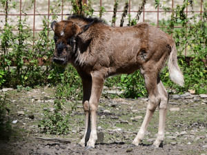 Chvíli po narození už chodí za matkou. V Zoo Olomouc přišlo na svět mládě pakoně běloocasého