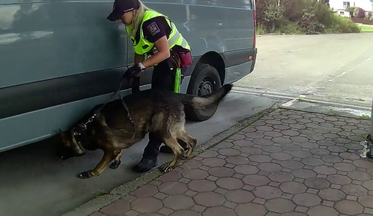 Celníci v Olomouckém kraji odhalují více pašovaných cigaret. Na hranicích pomohl i pes Ozark