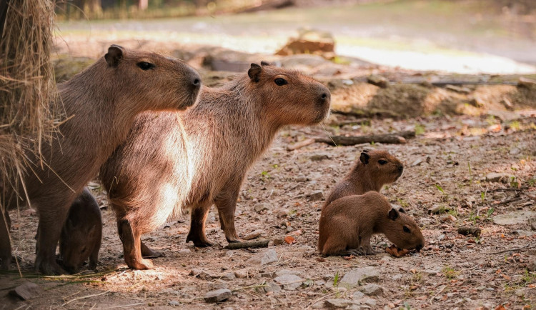 Brňané se konečně dočkali. V zoologické zahradě se narodily čtyři malé kapybary