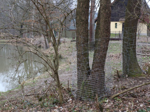 Bobři vyhráli. Na rybnících ve Svrčově úředníci boj s chráněným zvířetem vzdali, lovit se nebude