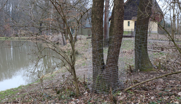 Bobr evropský pobývá v blízkosti rybníků v lokalitě přírodní památky Dolní a Prostřední Svrčov. Některé stromy tu nevratně poškodil, u jiných pomohlo oplocení.
