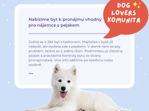 Jak sehnat pronájem bytu se psem: 5 užitečných tipů