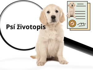 Jak sehnat pronájem bytu se psem: 5 užitečných tipů