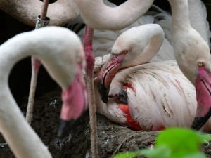 Olomoucká zoo má nové plameňáky. Mláďata se vylíhla po tříleté pauze