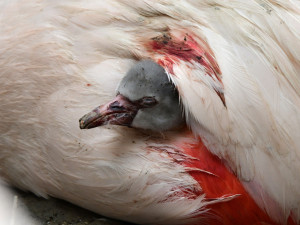 Olomoucká zoo má nové plameňáky. Mláďata se vylíhla po tříleté pauze