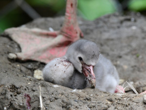 Olomoucká zoo má nové plameňáky. Mláďata se vylíhla po tříleté pauze