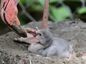 Olomoucká zoo má nové plameňáky. Mláďata se vylíhla po tříleté pauze
