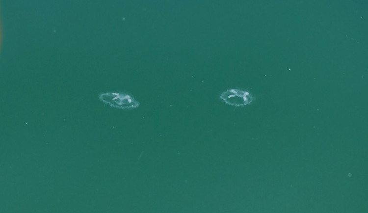 Medúzky sladkovodní v lomu Výkleky na Přerovsku