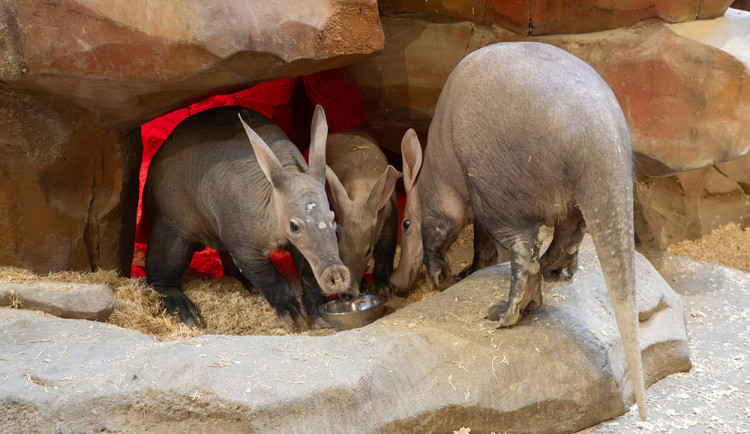 Rodina vzácných hrabáčů je opět spolu. Mládě v Zoo Olomouc přibralo při kojení skoro 25 kilogramů