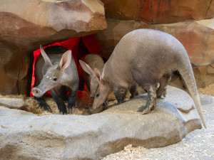 Rodina vzácných hrabáčů je opět spolu. Mládě v Zoo Olomouc přibralo při kojení skoro 25 kilogramů