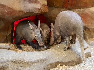 Rodina vzácných hrabáčů je opět spolu. Mládě v Zoo Olomouc přibralo při kojení skoro 25 kilogramů