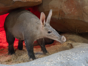Rodina vzácných hrabáčů je opět spolu. Mládě v Zoo Olomouc přibralo při kojení skoro 25 kilogramů