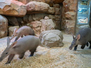 Rodina vzácných hrabáčů je opět spolu. Mládě v Zoo Olomouc přibralo při kojení skoro 25 kilogramů