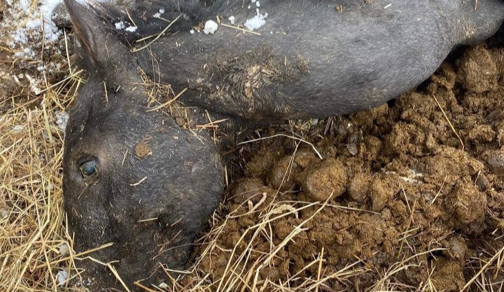 V případu týraných koní ze Šumperska padlo první obvinění. Veterina zde našla dvacítku zubožených zvířat