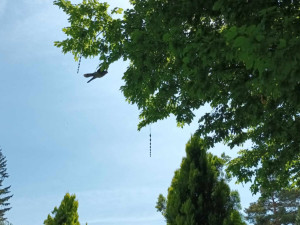 Káně vše vyřešilo za tři dny. S otravnými špačky na hřbitově předtím Prostějov marně bojoval půl roku