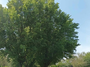 Káně vše vyřešilo za tři dny. S otravnými špačky na hřbitově předtím Prostějov marně bojoval půl roku