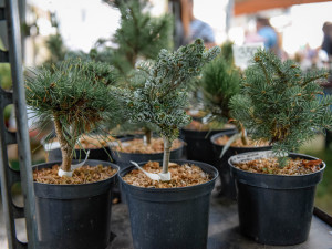 Podzimní Flora Olomouc už tento týden. Výstavě bude letos dominovat šestimetrová postava Natury