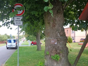 Sto pět let stará lípa z Bousína je v superfinále ankety Strom roku. Hlasovat lze pouze do neděle