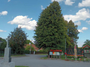 Sto pět let stará lípa z Bousína je v superfinále ankety Strom roku. Hlasovat lze pouze do neděle