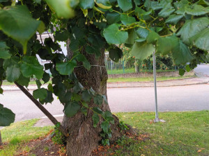 Sto pět let stará lípa z Bousína je v superfinále ankety Strom roku. Hlasovat lze pouze do neděle