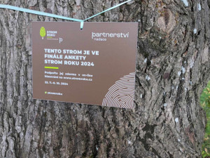 Sto pět let stará lípa z Bousína je v superfinále ankety Strom roku. Hlasovat lze pouze do neděle