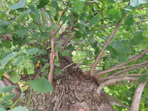 Sto pět let stará lípa z Bousína je v superfinále ankety Strom roku. Hlasovat lze pouze do neděle