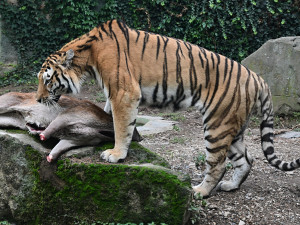 VIDEO: Jak se krmí dravé šelmy? Tygři v olomoucké zoo si poradili s celou laní