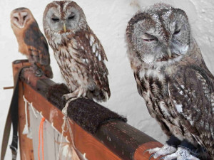 Hrad Sovinec zve na Slavnostní ukončení sezóny