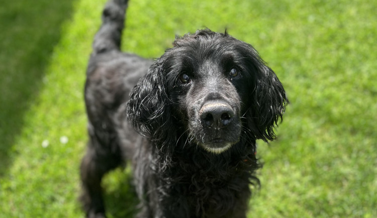 Terry hledá páníčka