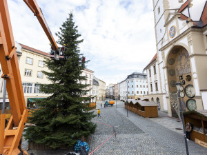 Hledá se krásný strom pro olomoucké Horní náměstí. Symbol Vánoc věnují tradičně soukromí majitelé