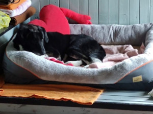 VIDEO: Benny, kterého někdo zastřelil a pohřbil, je hvězdou dobročinného klipu. Policie už má stopy k pachateli