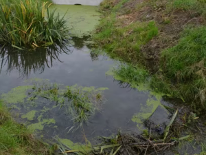 Na Nemilance vzniká nová hráz. Stojí za ní bobři