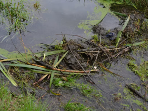 Na Nemilance vzniká nová hráz. Stojí za ní bobři