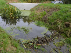 Na Nemilance vzniká nová hráz. Stojí za ní bobři