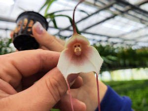 Opičí i diamantové orchideje. Sbírkové skleníky v Olomouci představí klenoty pralesa