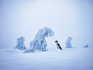 Fotografka Denisa Zbranková Albaniová uspěla v prestižní soutěži. Nikdy nemáte jistotu, že vaše plány vyjdou, říká o focení zvířat