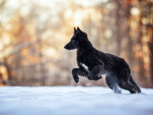 Fotografka Denisa Zbranková Albaniová uspěla v prestižní soutěži. Nikdy nemáte jistotu, že vaše plány vyjdou, říká o focení zvířat