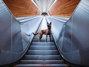 Fotografka Denisa Zbranková Albaniová uspěla v prestižní soutěži. Nikdy nemáte jistotu, že vaše plány vyjdou, říká o focení zvířat