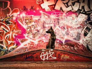 Fotografka Denisa Zbranková Albaniová uspěla v prestižní soutěži. Nikdy nemáte jistotu, že vaše plány vyjdou, říká o focení zvířat