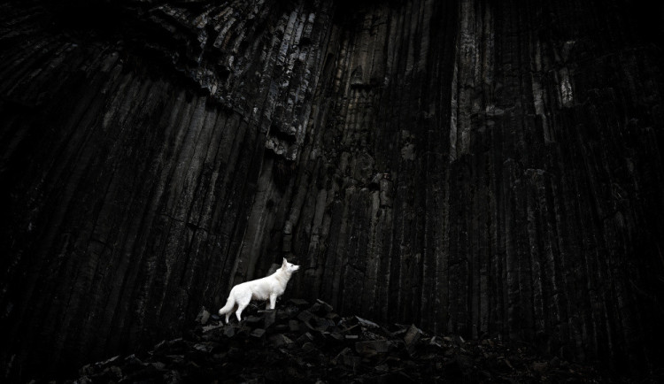 Fotografie King of Mordor vyhrála kategorii Zvířata v soutěži Siena Creative Photo Awards