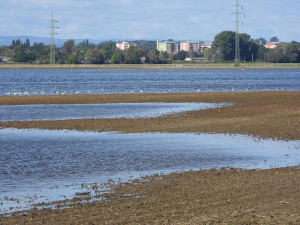 Obrovská polní jezera lákají po povodních hejna vodních ptáků, na Hanou zavítaly i vzácné druhy