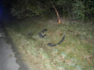 Nebezpečná jiskřivá jízda na Prostějovsku. Autem bez pneumatiky urazil opilý mladík několik kilometrů