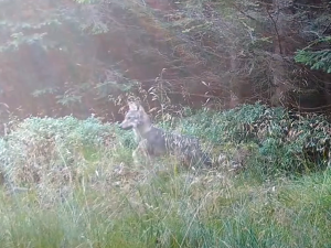 VIDEO: Vlkům se zalíbilo v Jesenické oblasti. Nejméně tři páry přivedly na svět vlčata