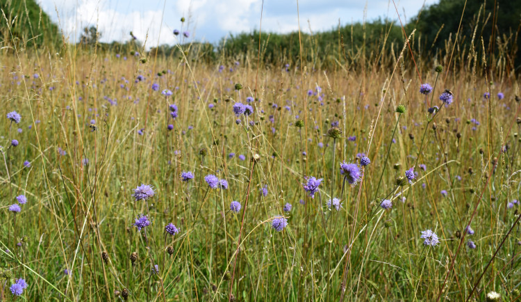 Přírodní památka a botanický klenot Českého lesa je větší, vzácnou louku nově chrání remíz