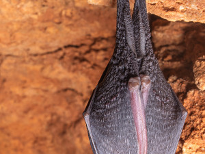 Největší úkryt pro netopýry a vrápence. V Javoříčských jeskyních zimují tisíce letounů