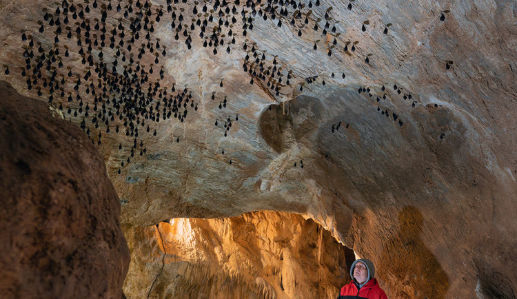 Největší úkryt pro netopýry a vrápence. V Javoříčských jeskyních zimují tisíce letounů