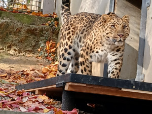 Do olomoucké zoo přicestovala samice levharta mandžuského. Ve volné přírodě tato šelma téměř vyhynula