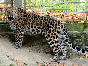 Do olomoucké zoo přicestovala samice levharta mandžuského. Ve volné přírodě tato šelma téměř vyhynula