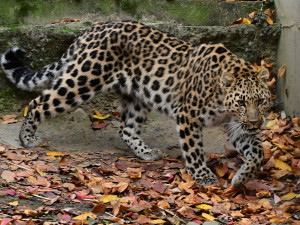 Do olomoucké zoo přicestovala samice levharta mandžuského. Ve volné přírodě tato šelma téměř vyhynula